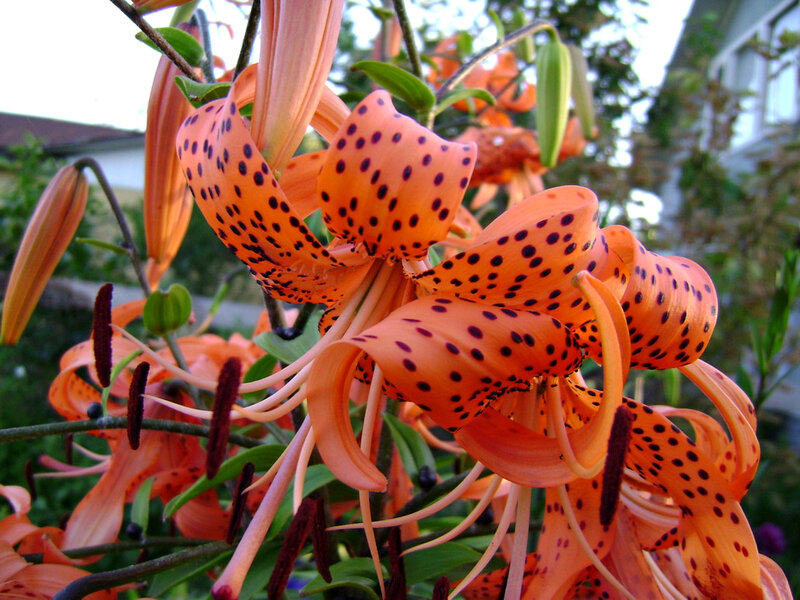 Orange Lilies with Spots — Natural