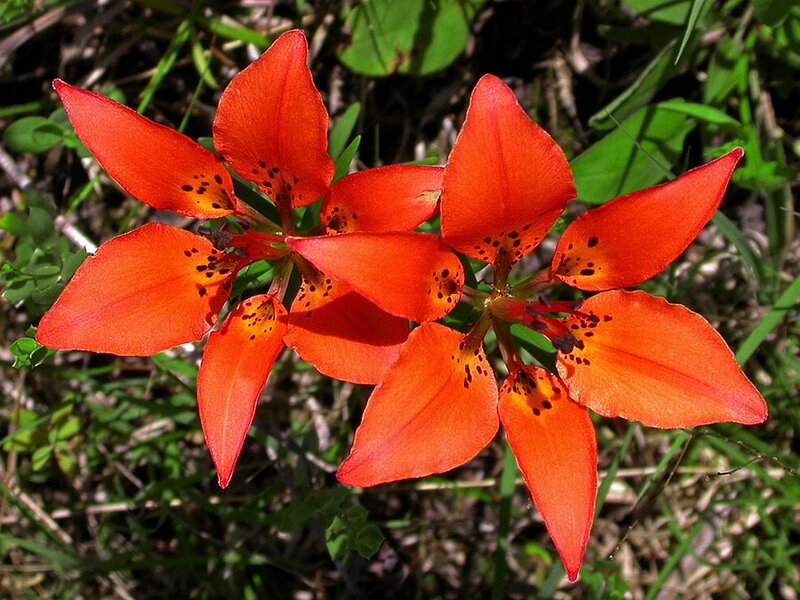 Orange Lilies with Spots — Red