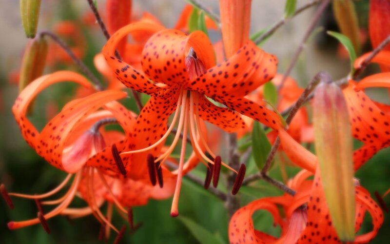 orange lilies with spots