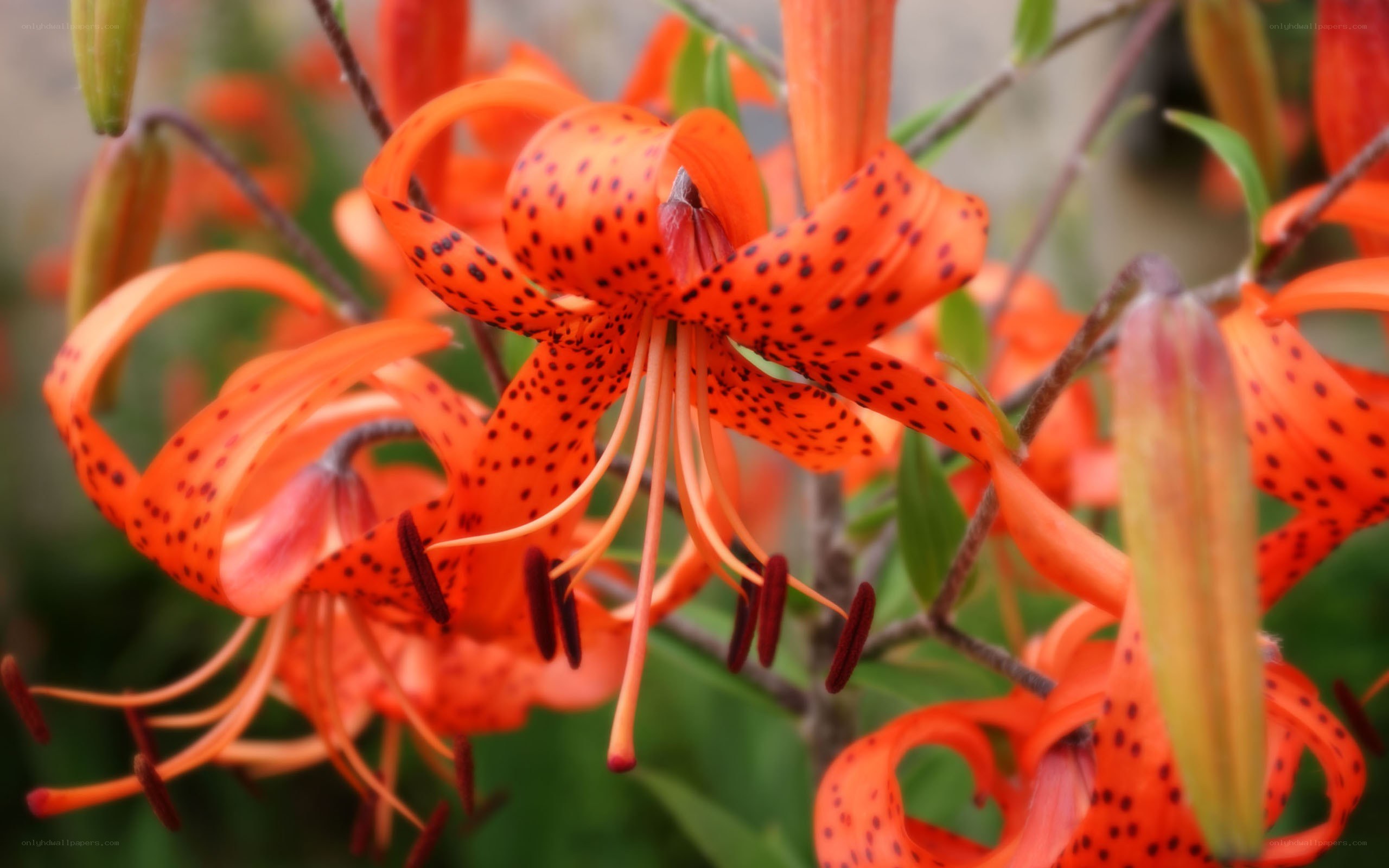 orange lilies with spots
