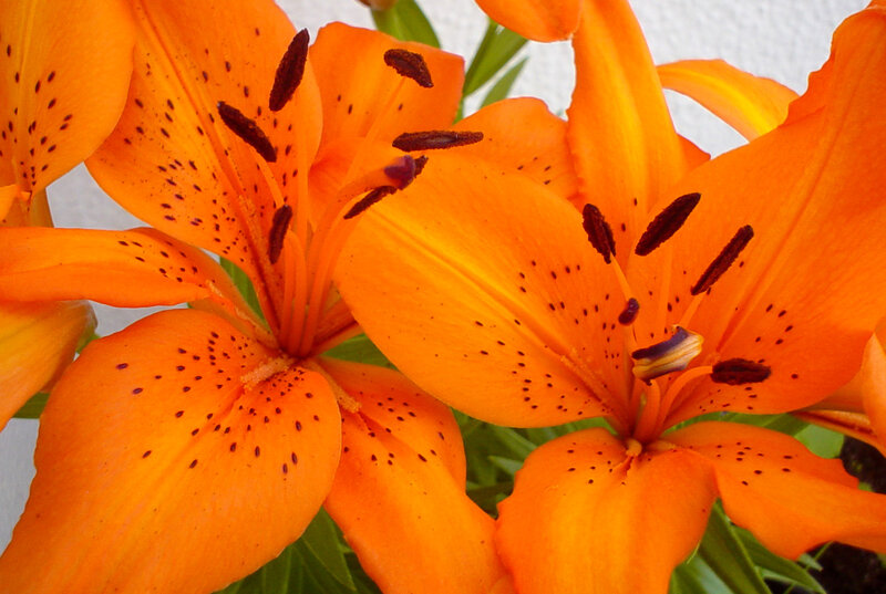 Orange lilies with spotted petals