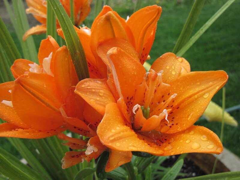 Orange Lilies with Water Droplets — Fresh