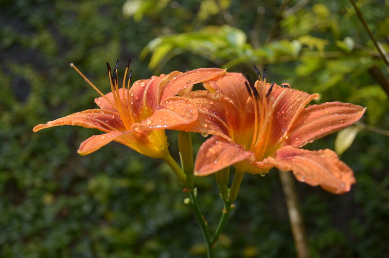 Orange Lilies with Water Droplets — Serene