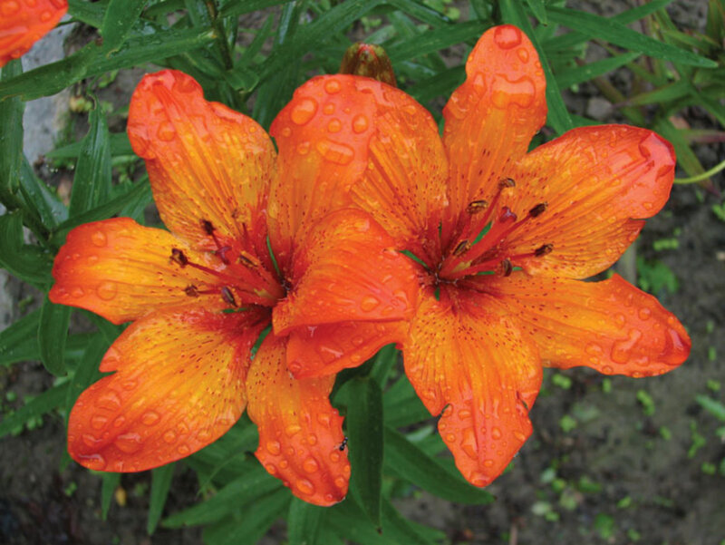 Orange Lilies with Water Droplets — Vibrant, Afternoon
