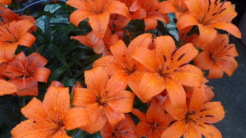 Orange Lilies with Water Droplets — Vibrant