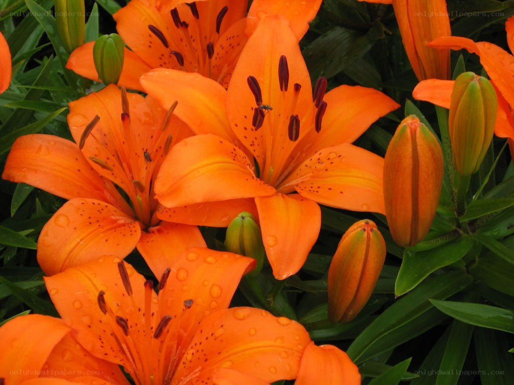 Orange lilies with water droplets