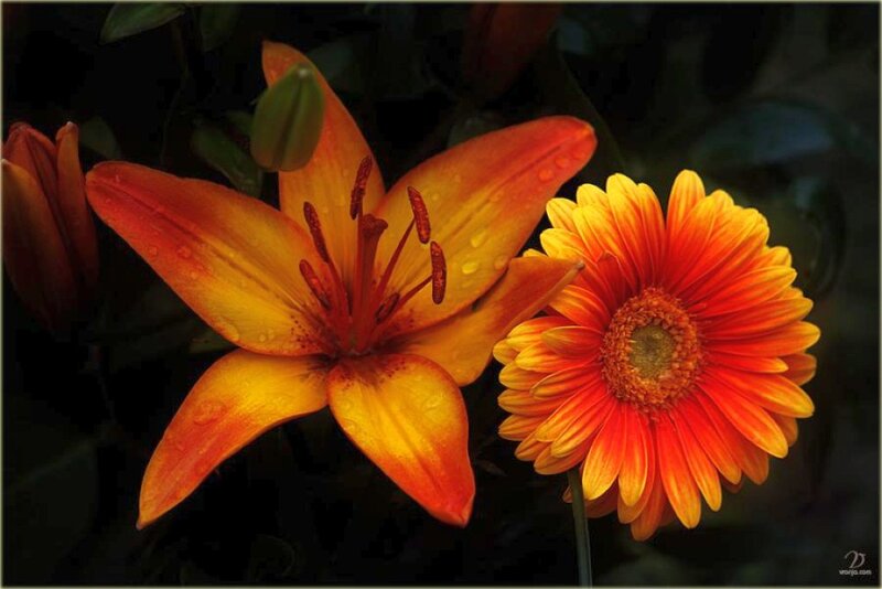 Orange Lily and Gerbera — Dramatic