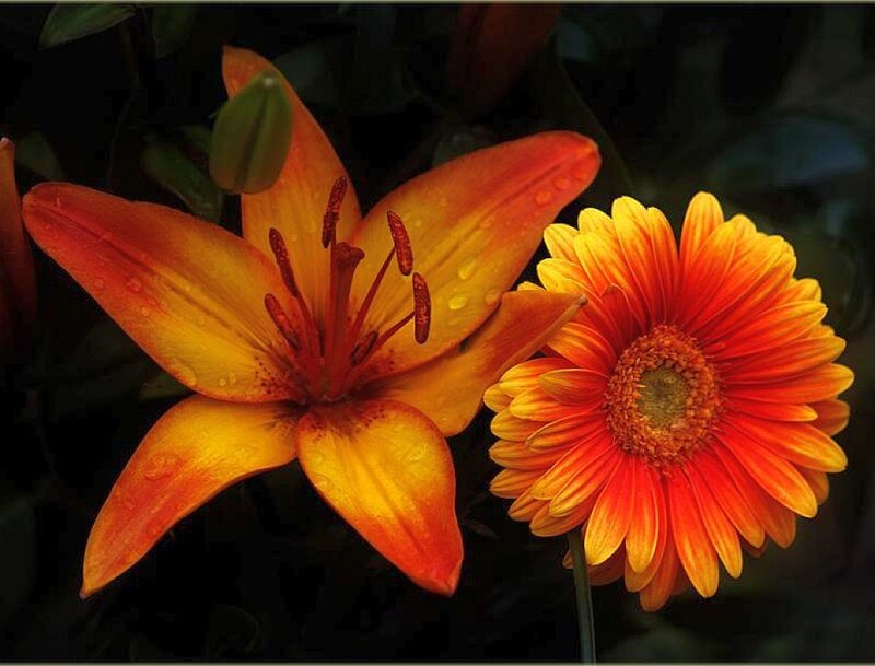 Orange Lily and Gerbera