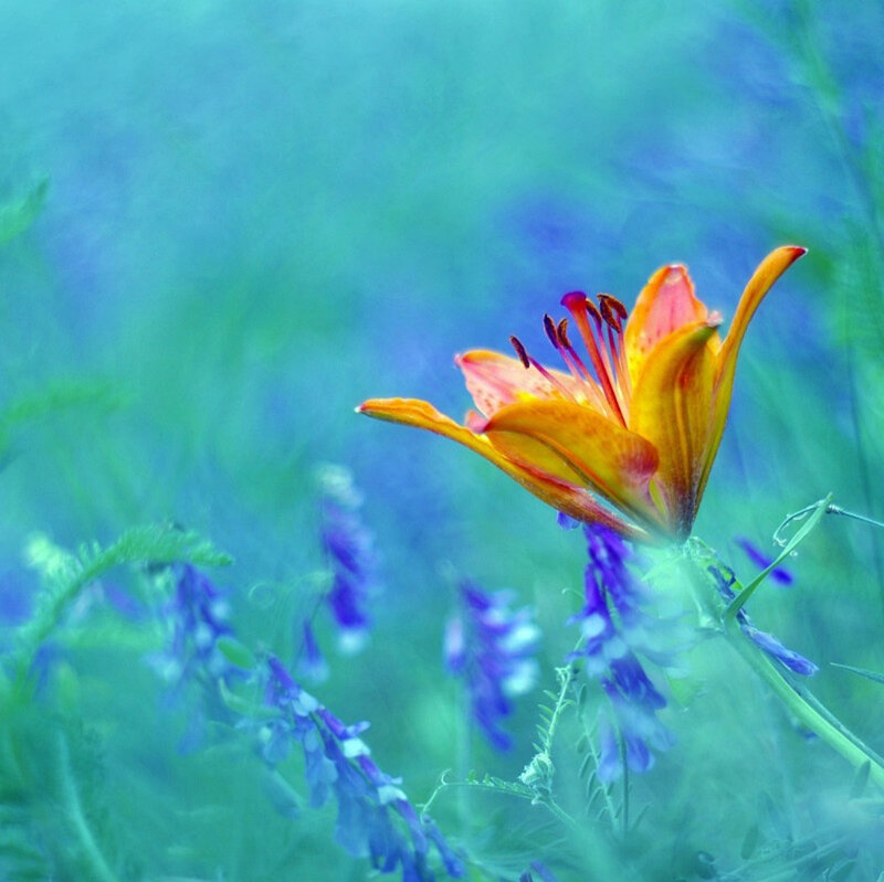 Orange Lily Flower — Blue