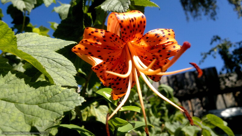 Orange Lily Flower — Bright, Afternoon