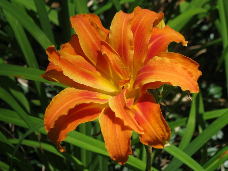Orange Lily Flower — Bright