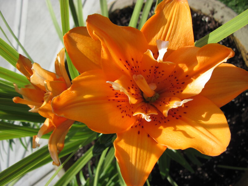 Orange Lily Flower — Calm, Afternoon, Photograph, Leaves
