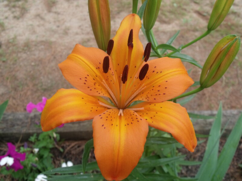 Orange Lily Flower — Calm, Afternoon, Photograph