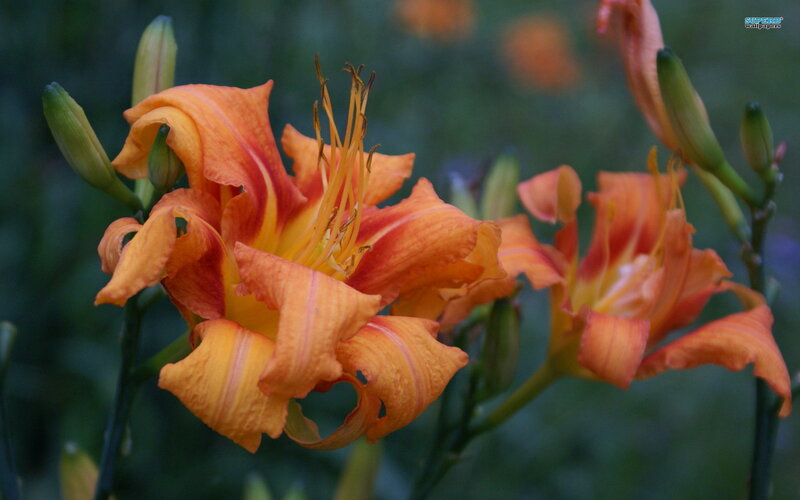 Orange Lily Flower — Calm, Afternoon