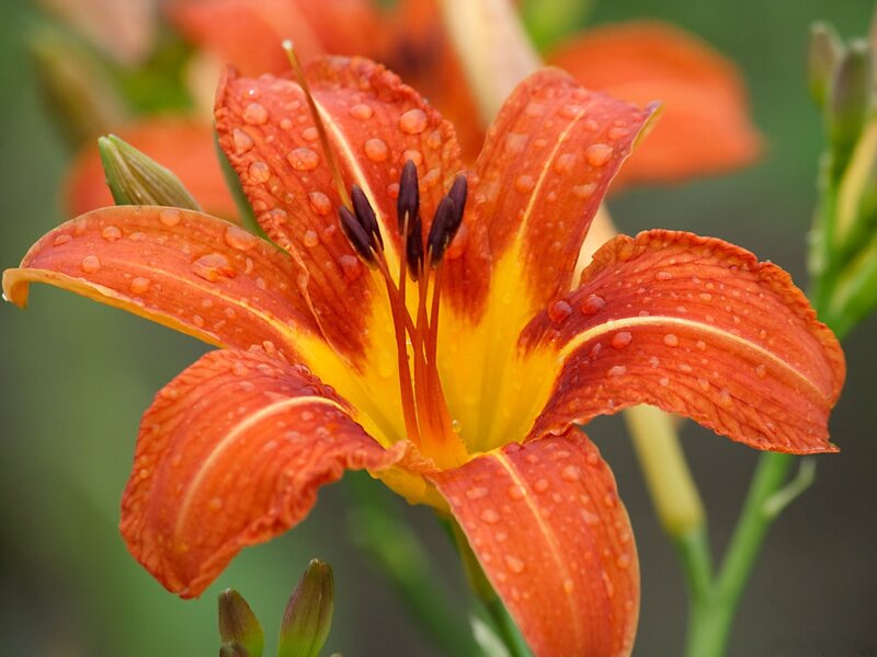 Orange Lily Flower — Calm, Morning