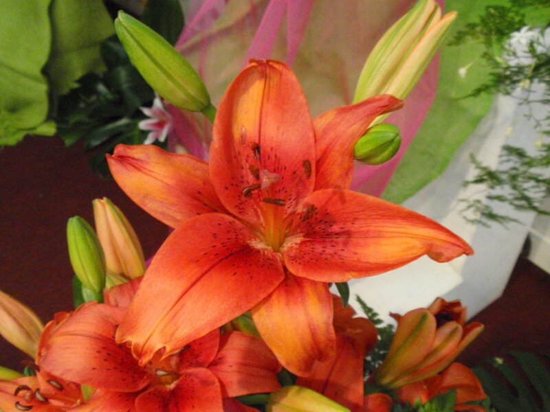 Orange Lily Flower — Calm, Photograph, Buds