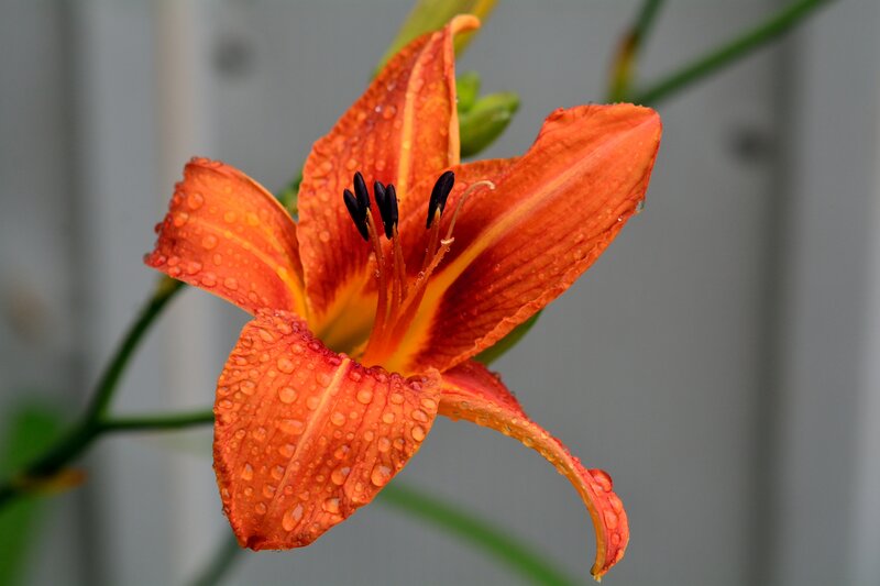 Orange Lily Flower — Calm, Photograph, Raindrops