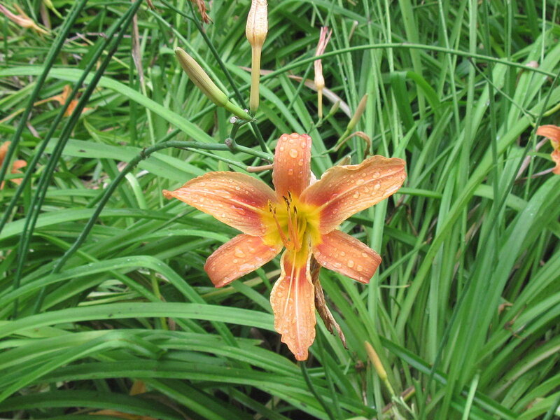 Orange Lily Flower — Calm