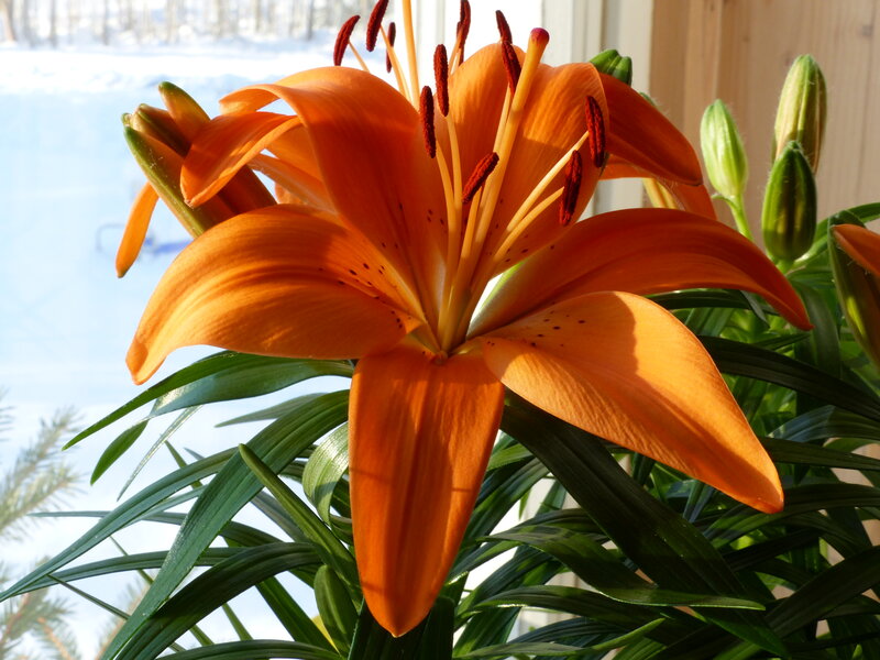 Orange Lily Flower — Calm, Winter