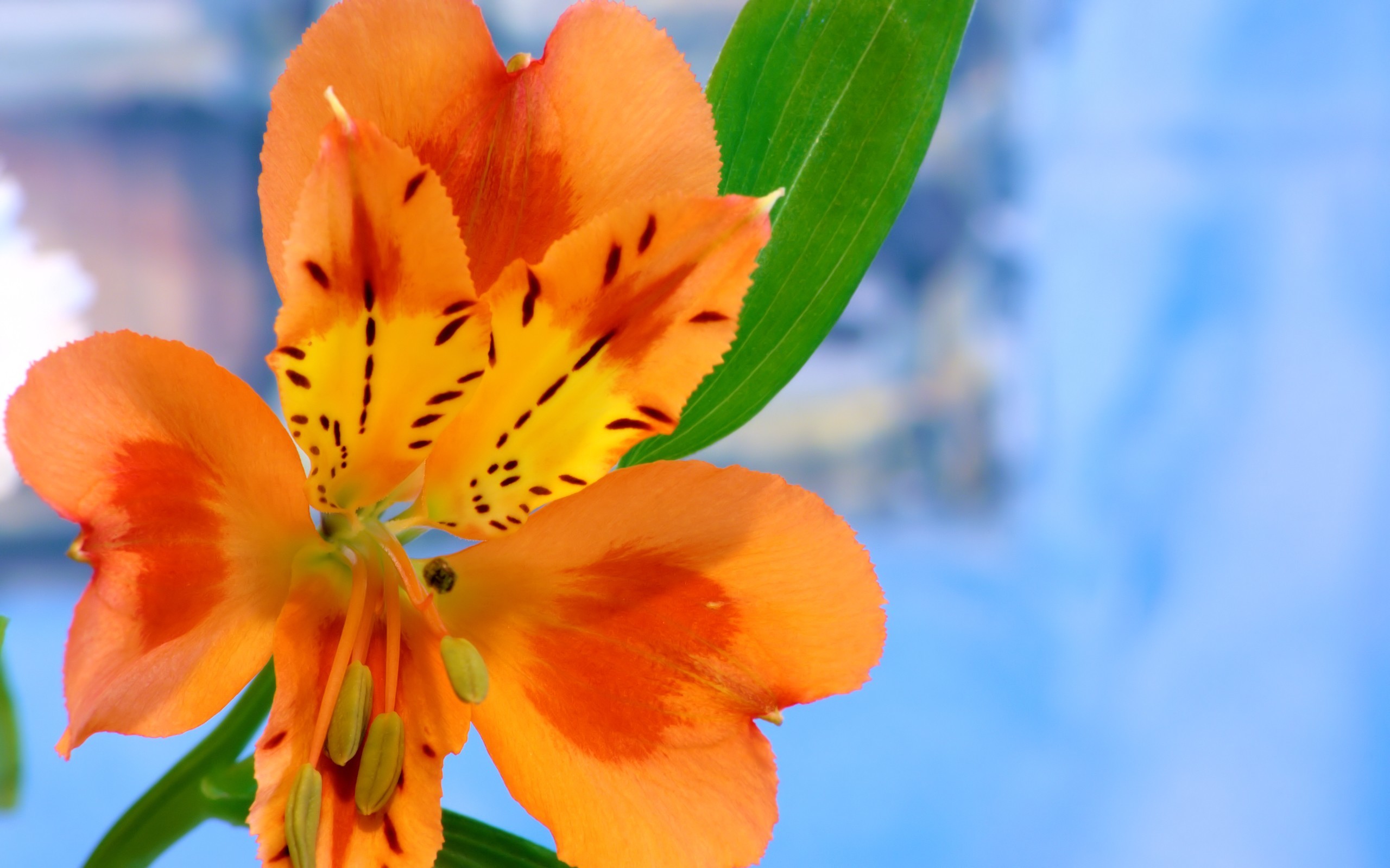 orange lily flower close-up