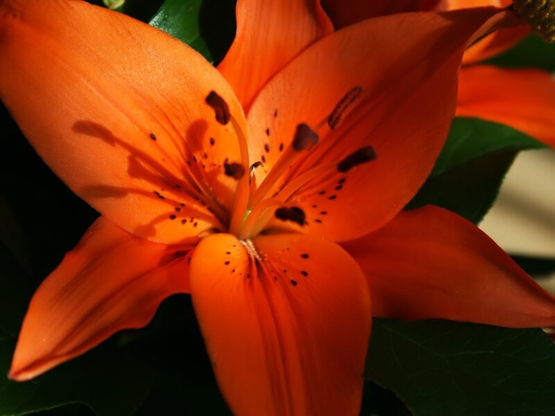 Orange Lily Flower — Dramatic, Afternoon, Photograph
