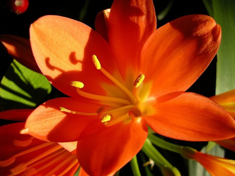 Orange Lily Flower — Dramatic, Afternoon
