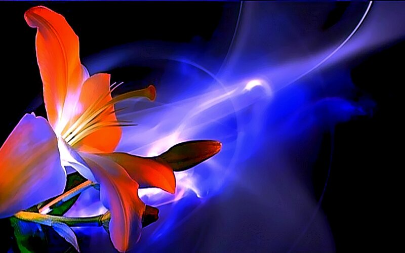 Orange Lily Flower — Dramatic, Digital Art, Blue Light