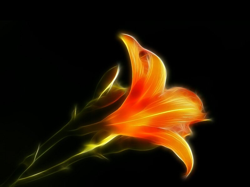 Orange Lily Flower — Dramatic, Digital Art