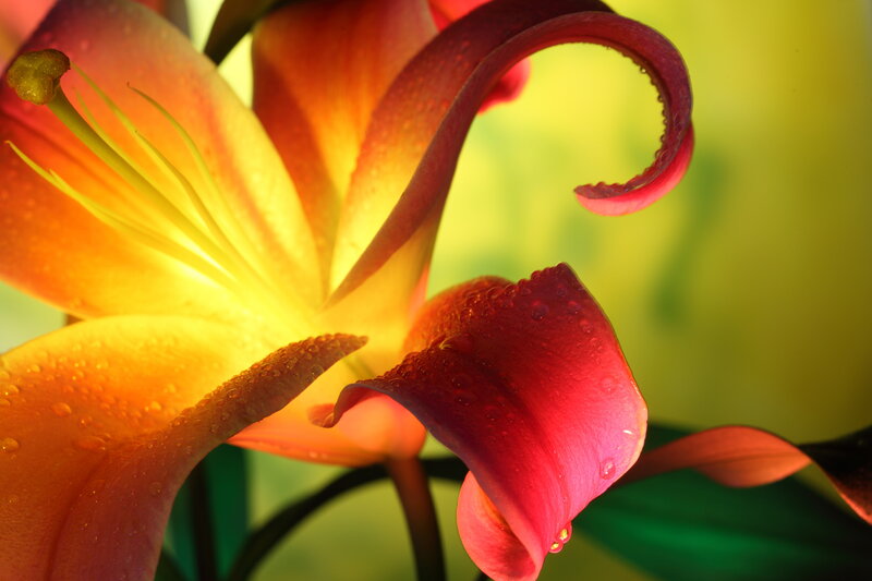 Orange Lily Flower — Dramatic, Morning