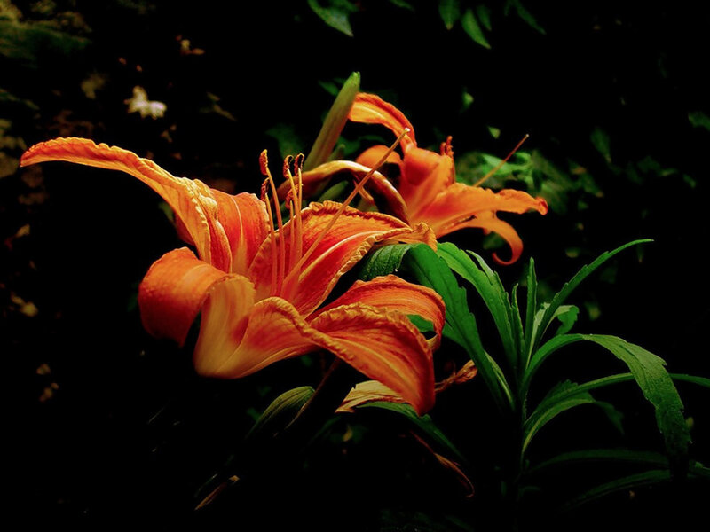 Orange Lily Flower — Dramatic, Night, Photograph