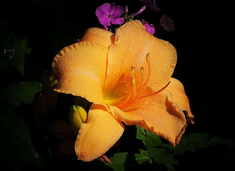 Orange Lily Flower — Dramatic, Night