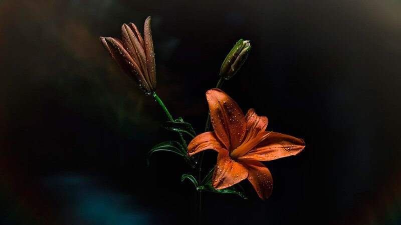 Orange Lily Flower — Dramatic, Photograph, Bud, Leaf