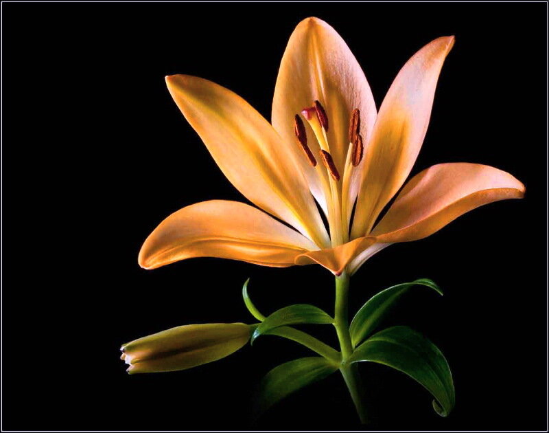 Orange Lily Flower — Dramatic, Photograph, Bud