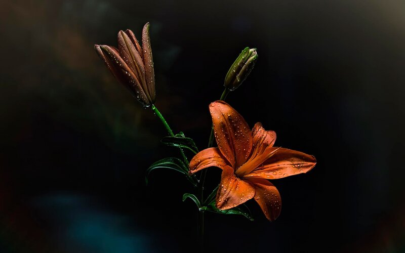 Orange Lily Flower — Dramatic, Photograph, Bud, Water Droplets