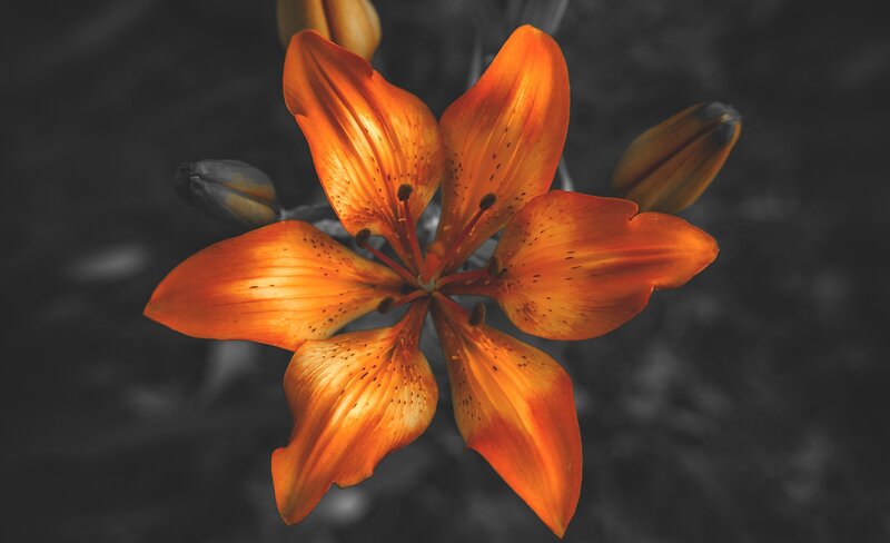 Orange Lily Flower — Dramatic, Photograph, Buds, Petals