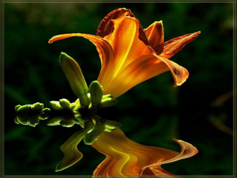 Orange Lily Flower — Dramatic, Photograph, Buds
