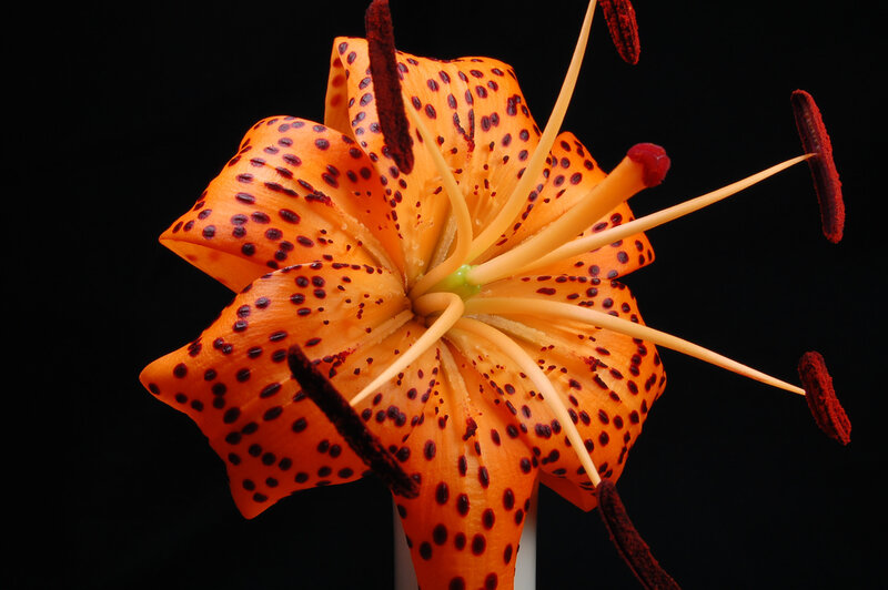 Orange Lily Flower — Dramatic, Photograph, Petals