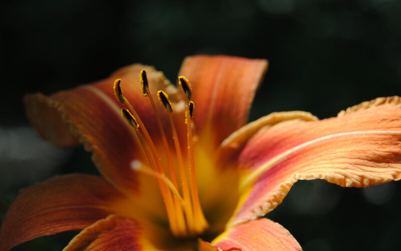 Orange Lily Flower — Dramatic, Photograph, Stamen, Petal