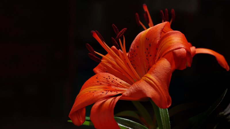 Orange Lily Flower — Dramatic, Photograph, Stamen
