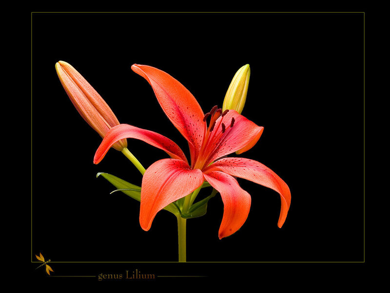 Orange Lily Flower — Dramatic, Photograph