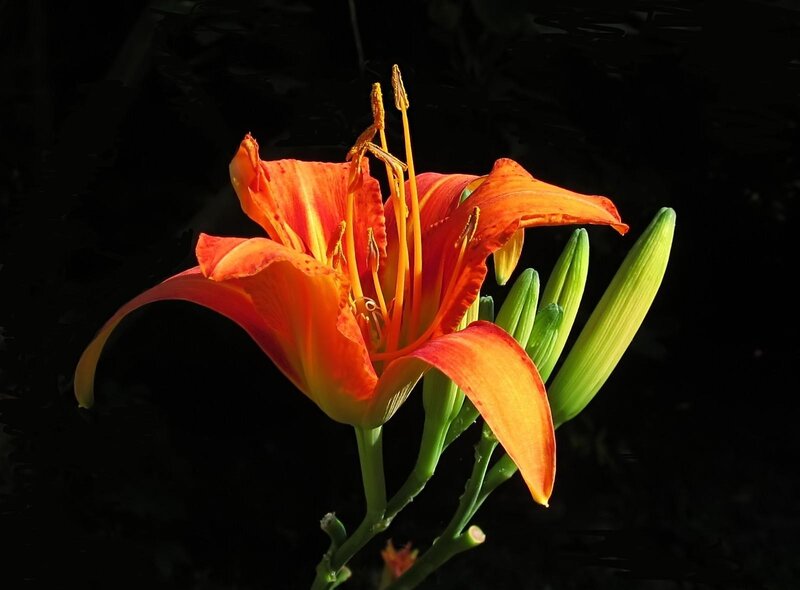Orange Lily Flower — Dramatic, Sunset