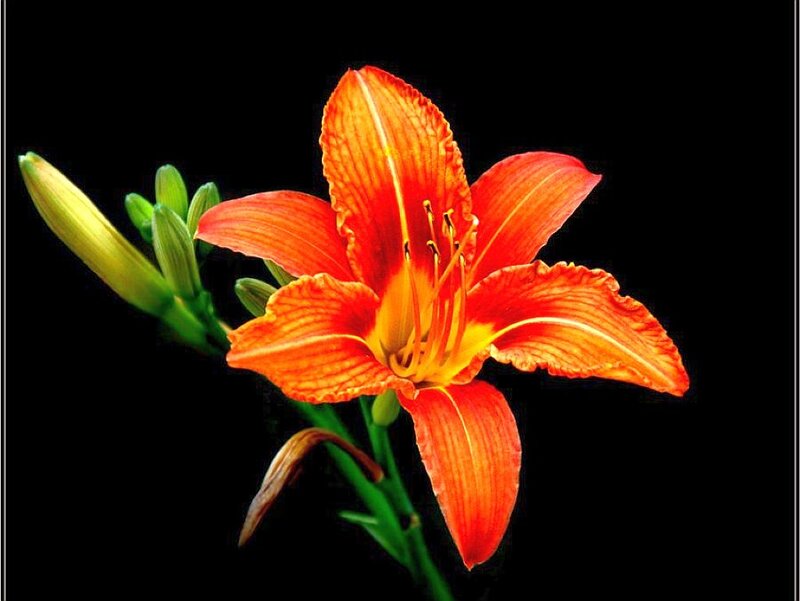 Orange Lily Flower — Dramatic