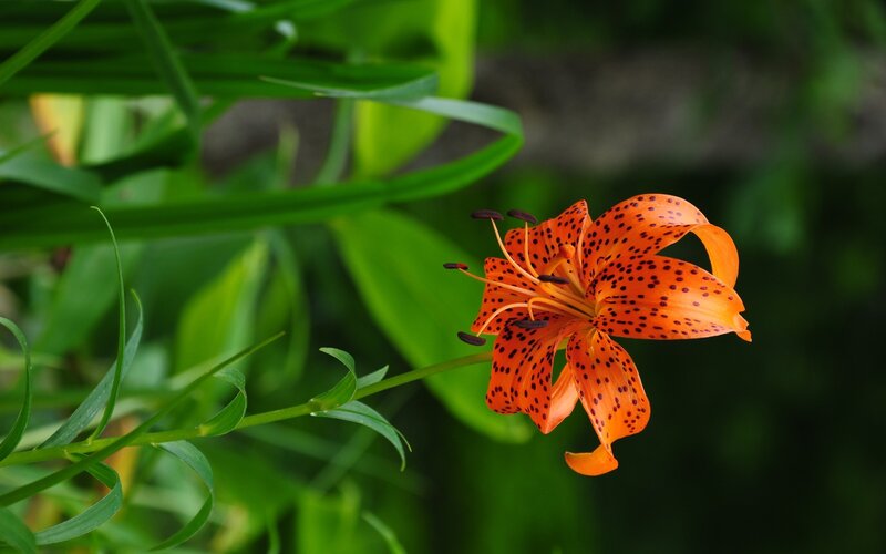 Orange Lily Flower — Green Leaves