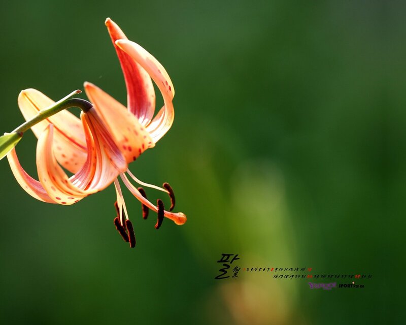 Orange Lily Flower — Green, Serene