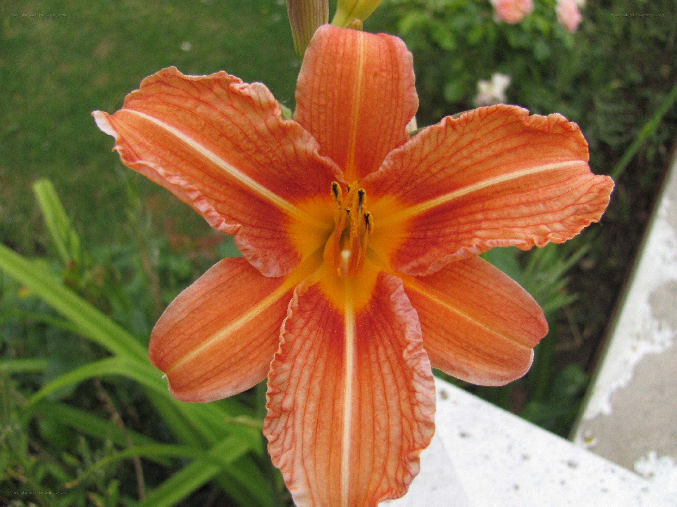orange lily flower in garden