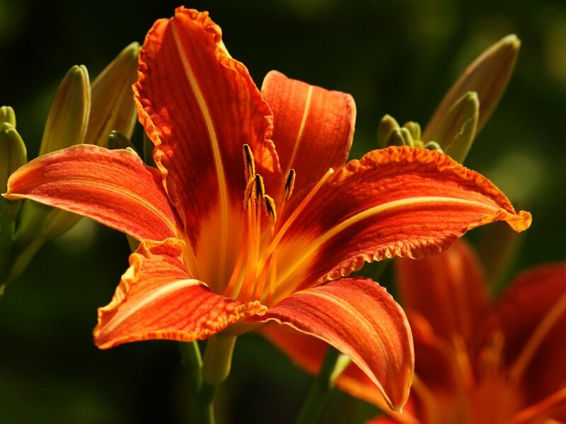 Orange Lily Flower — Natural, Afternoon, Photograph, Buds, Stamen