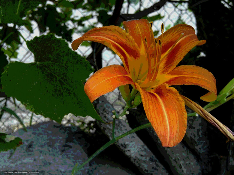 Orange Lily Flower — Natural, Afternoon, Photograph, Green Leaf