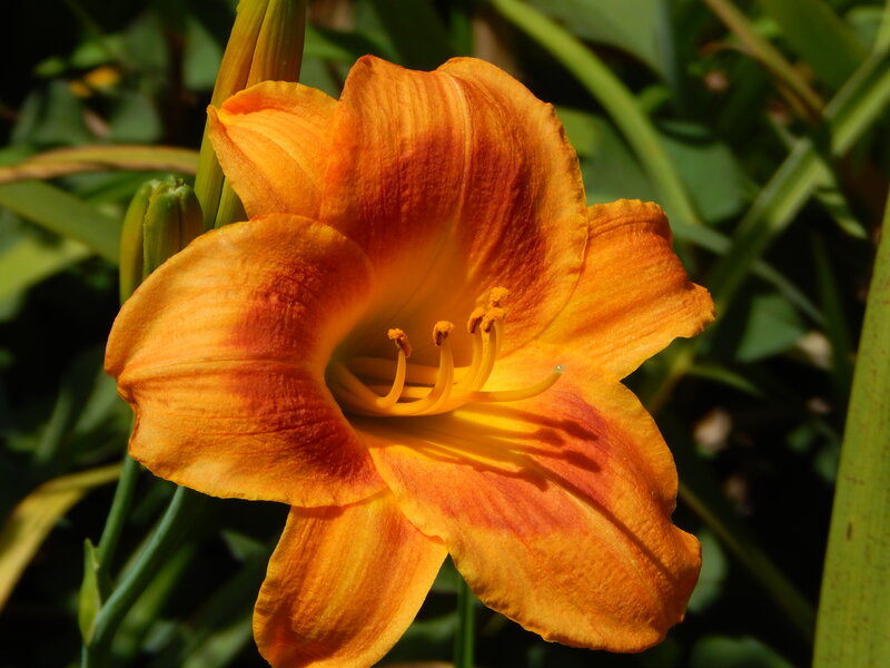 Orange Lily Flower — Natural, Afternoon, Photograph, Green Leaves, Flower Buds