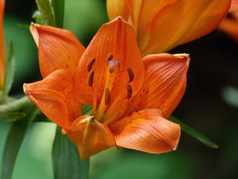 Orange Lily Flower — Natural, Afternoon, Photograph, Petals