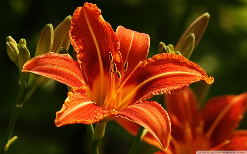 Orange Lily Flower — Natural, Afternoon